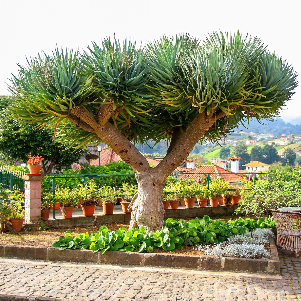 Драценец обикновен - Dracaena draco - семена на драценец - 8 бр.