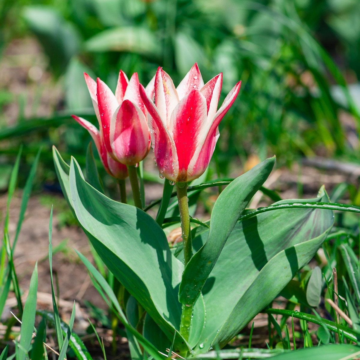 Tulipán Pinocchio - Tulipa - cibule tulipánu - 3 ks