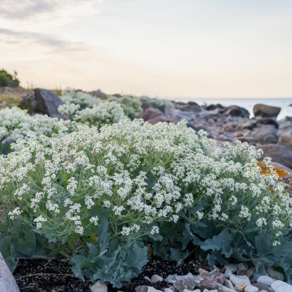 Katráň přímořský - Crambe maritima - semena katráně - 4 ks