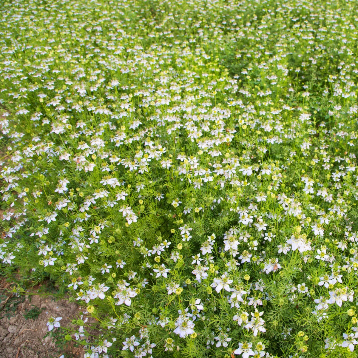 Černucha damašská bílá - Nigella damascena - semena černuchy - 150 ks