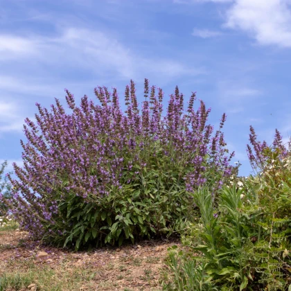BIO Šalvěj lékařská - Salvia officinalis - bio semena šalvěje - 30 ks