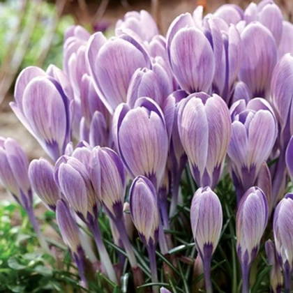 Krokus Striped Bird - Crocus tommasinianus - hlízy krokusu - 3 ks