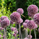 Česnek Summer Drummer - Allium - cibule okrasného česneku - 3 ks