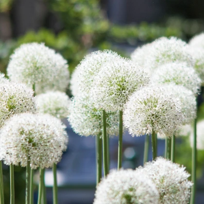 Česnek White Giant - Allium - cibule okrasného česneku - 1 ks