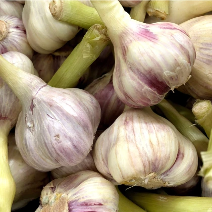 Sadbový česnek Skalka - Allium sativum - paličák - cibule česneku - 1 balení
