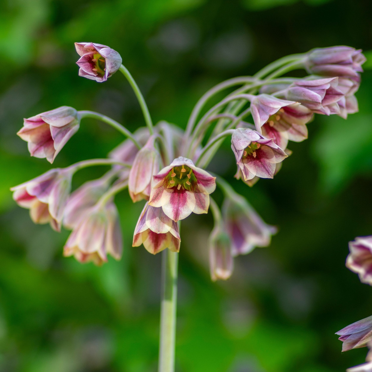 Česnek sicilský - Allium siculum - cibule okrasného česneku - 5 ks