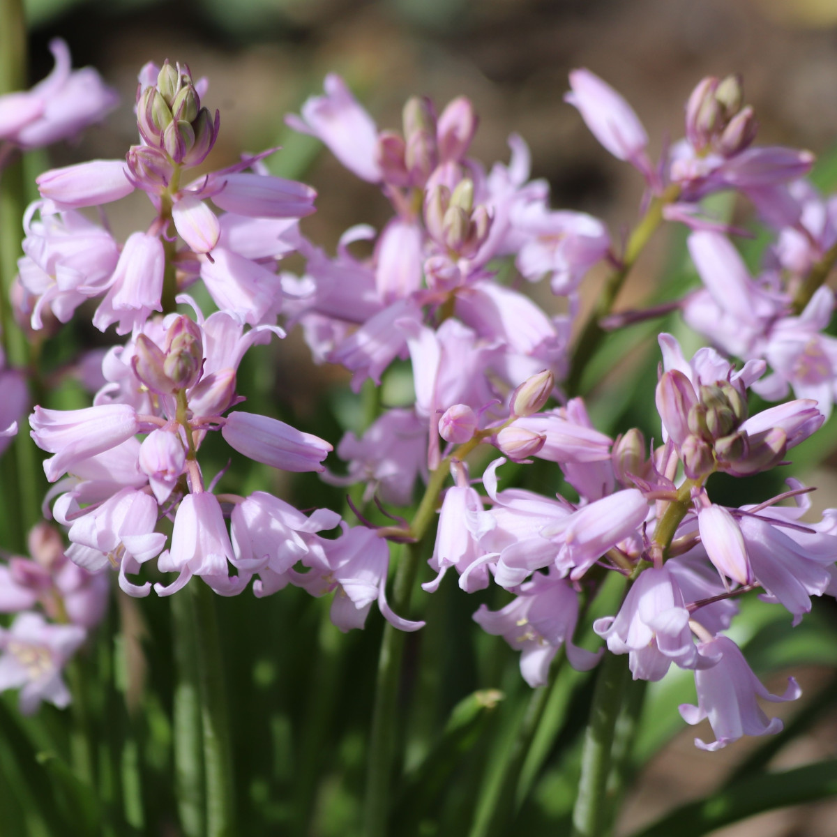 Ladoňka zvonkovitá růžová - Scilla campanulata - cibule ladoňky - 3 ks