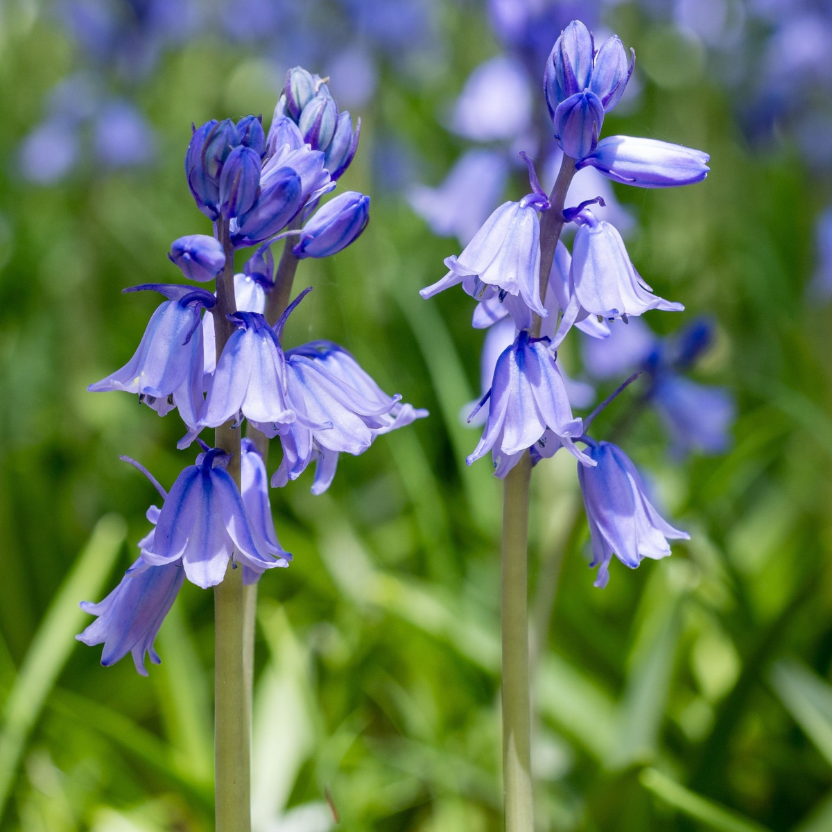 Ladoňka zvonkovitá modrá - Scilla campanulata - cibule ladoňky - 3 ks