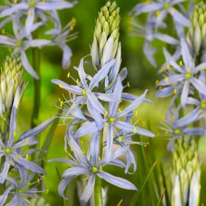 Ladoník bleděmodrý - Camassia cusickii - cibule ladoníku - 2 ks