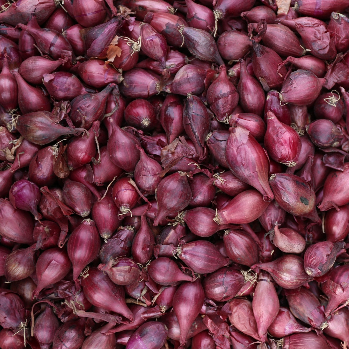 Cibule sazečka ozimá Akado - Allium cepa - cibulky - 250 g