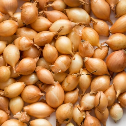 BIO Cibule sazečka Shakespeare ozimá - Allium cepa - cibulky - 50 ks