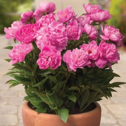 Pivoňka Patio Rome - Paeonia lactiflora - hlízy pivoňky - 1 ks