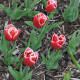 Tulipán Canasta - Tulipa - cibule tulipánu - 3 ks
