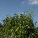 Vilec šplhavý fialový - Cobaea scandens - semena vilce - 7 ks