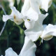 Hrachor vonný královský bílý - Lathyrus odoratus - semena hrachoru - 20 ks