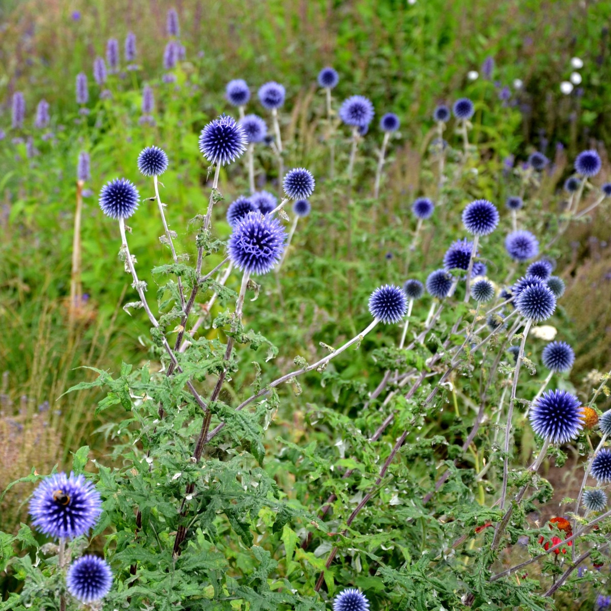 Bělotrn modrý - Echinops ritro - semena bělotrnu - 6 ks