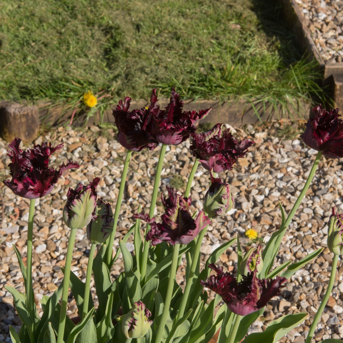 Tulipán Black Parrot - Tulipa - cibule tulipánu - 3 ks