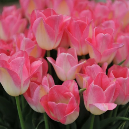 Tulipán Dynasty - Tulipa - cibule tulipánu - 3 ks