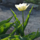 Tulipán Mount Tacoma - Tulipa - cibuloviny - 3 ks