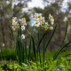 Narcis Minnow - Narcissus - cibule narcisu - 3 ks