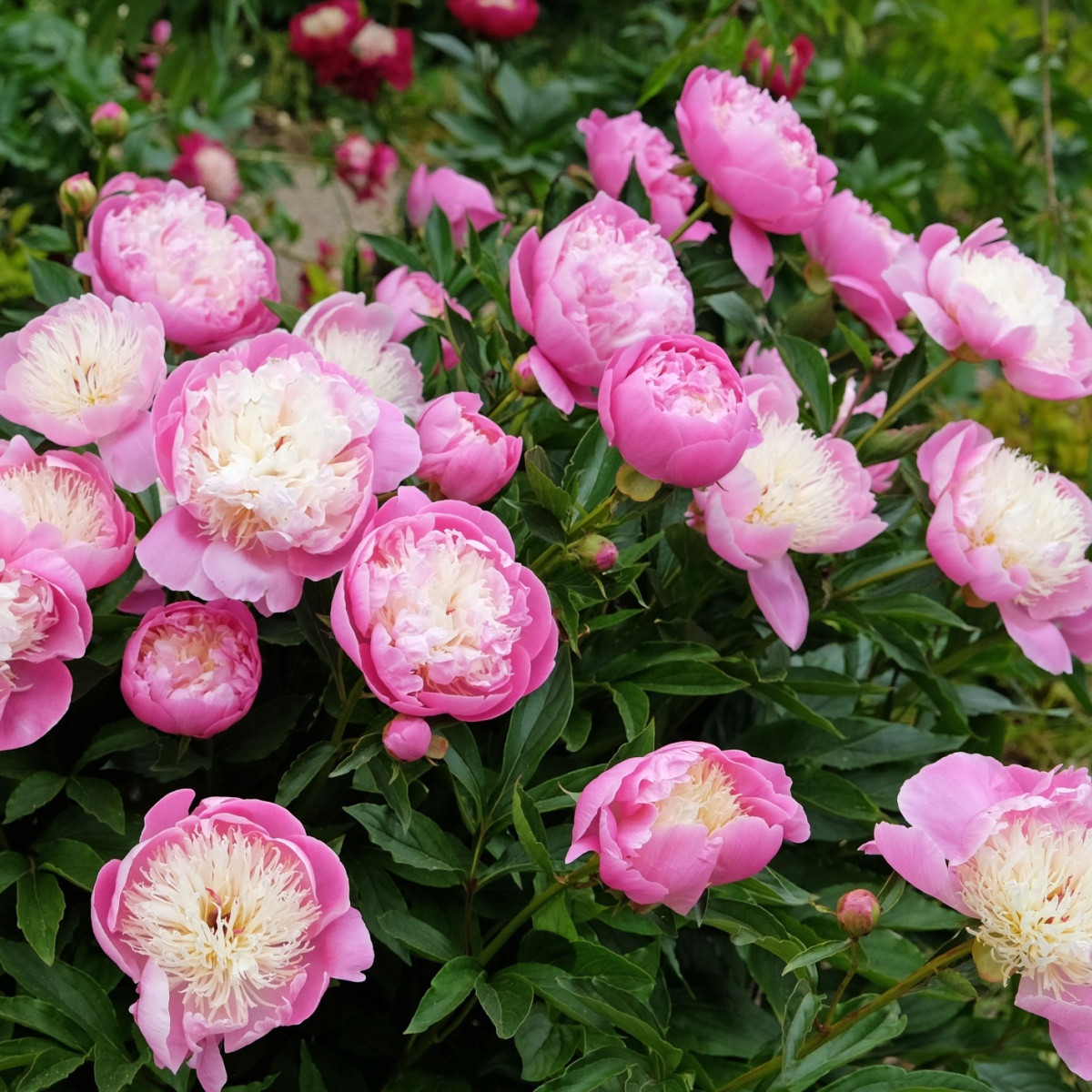 Pivoňka Bowl of Beauty - Paeonia lactiflora - hlízy pivoňky - 1 ks