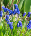 Modřenec širokolistý - Muscari latifolium - cibule modřence - 5 ks