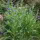 Капски пилат – Anchusa capensis – семена от пилат – 50 бр.