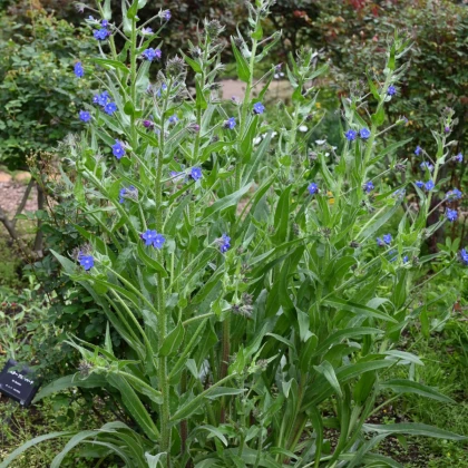 Капски пилат – Anchusa capensis – семена от пилат – 50 бр.