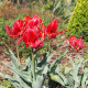 Tulipán Rococo - Tulipa - cibule tulipánu - 3 ks