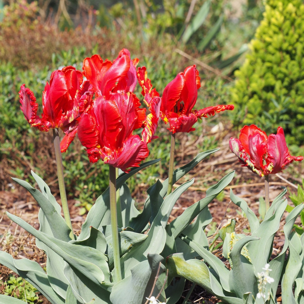 Tulipán Rococo - Tulipa - cibule tulipánu - 3 ks