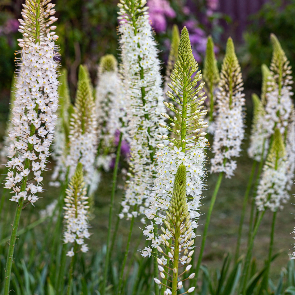 Liliochvostec himalájský - Eremurus himalaicus - hlízy liliochvostce - 1 ks