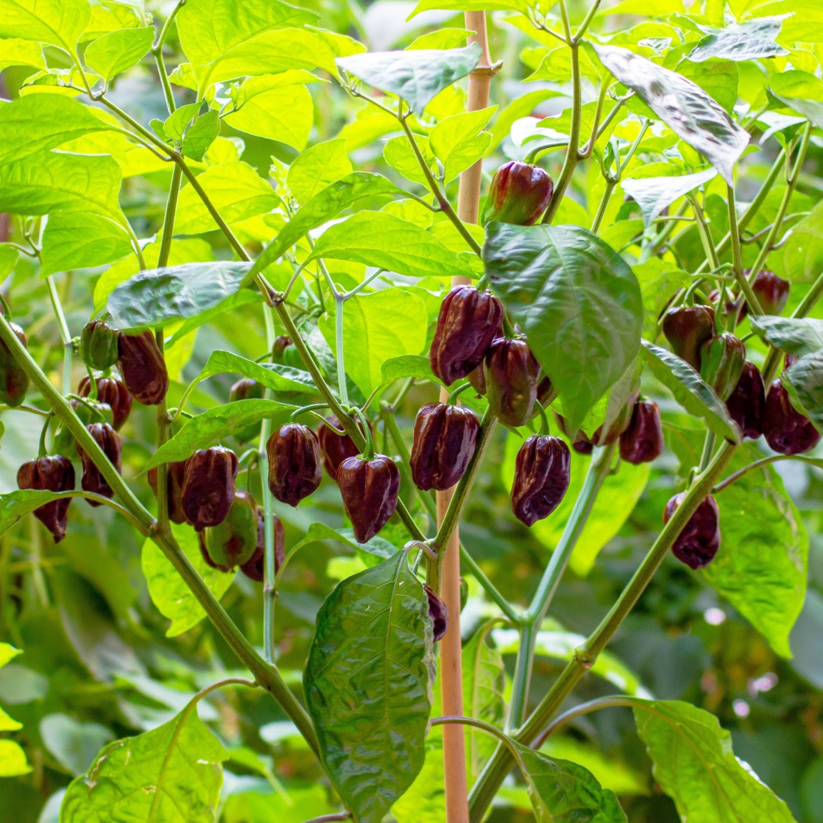 Chilli Habanero Chocolate - Capsicum chinense - semena chilli - 6 ks