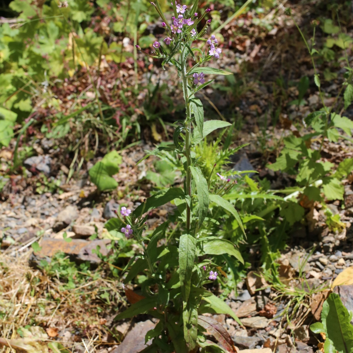 Vrbovka malokvětá - Epilobium parviflorum - semena vrbovky - 0,05 g