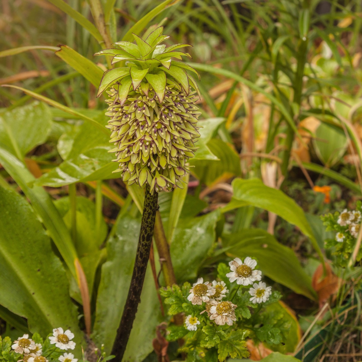 Chocholatice dvoubarevná - Eucomis bicolor - cibule chocholatice - 1 ks