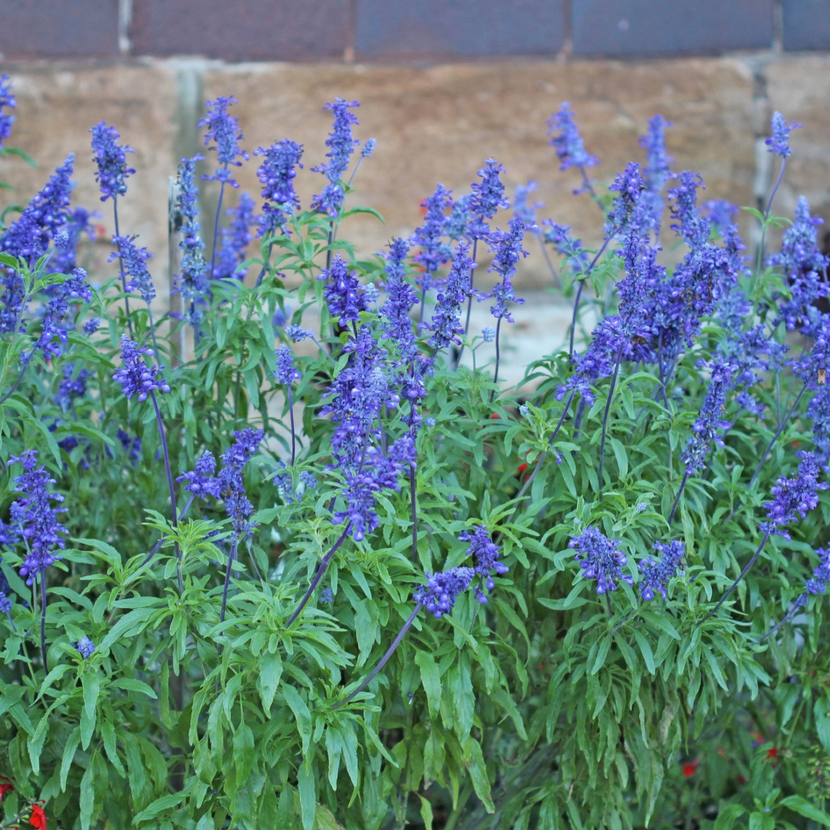 Šalvěj Victoria Blue - Salvia farinacea - semena šalvěje - 20 ks