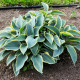 Bohyška - Hosta Aureomarginata - hlízy bohyšky - 1 ks