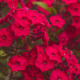 Plaménka červená - Phlox - prostokořenné sazenice plaménky - 1 ks
