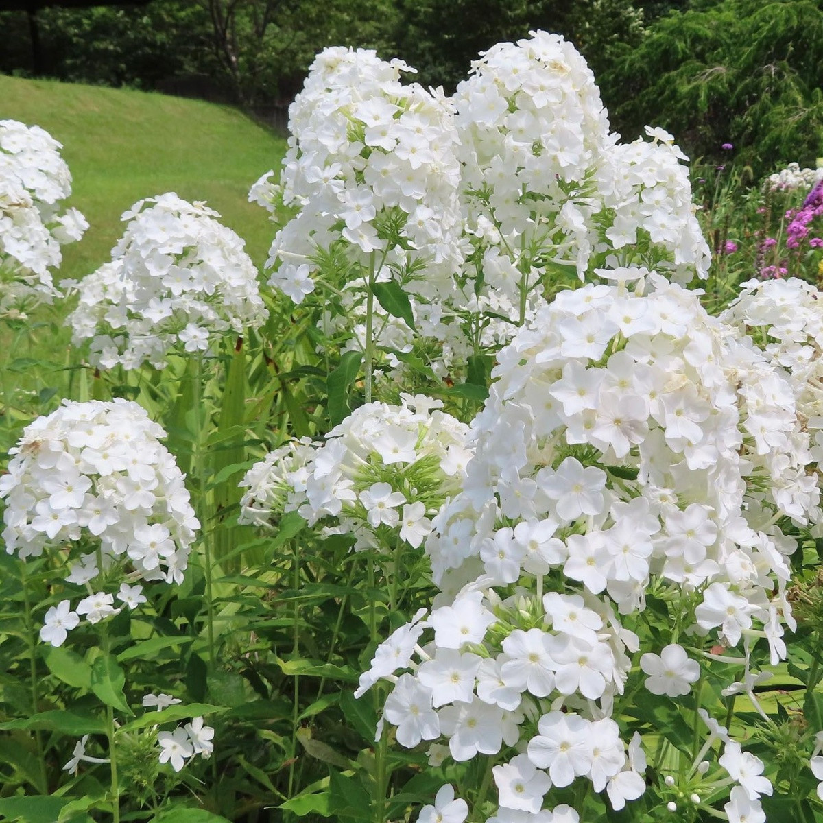 Plaménka bílá - Phlox - prostokořenné sazenice plaménky - 1 ks
