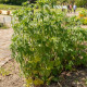 Srdečník obecný - Leonurus cardiaca - semena srdečníku - 20 ks