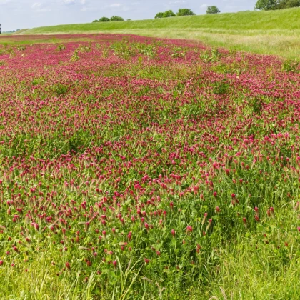 Девическа детелина – Trifolium incarnatum – семена от детелина – 150 бр.