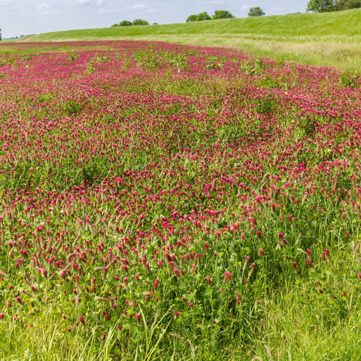 Девическа детелина – Trifolium incarnatum – семена от детелина – 150 бр.