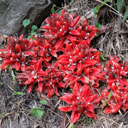 Zázvor Chrysantum - Zingiber chrysanthum - semena zázvoru - 5 ks