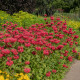Zavinutka podvojná - Monarda - Monarda didyma - semena zavinutky - 30 ks