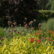 Česnek Red Mohican - Allium amethystinum - cibule okrasného česneku - 1 ks