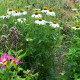 Třapatkovka White Swan - Echinacea purpurea - prostokořenné sazenice třapatkovky - 1 ks
