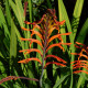 Chasmanthe - Chasmanthe saturnus - cibule chasmanthe - 2 ks