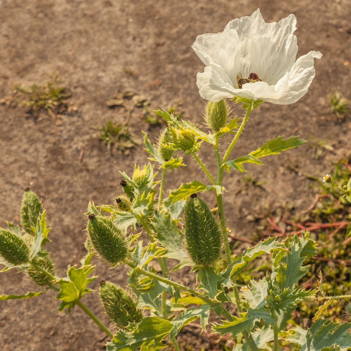 BIO Pleskanka - Argemone platyceras - bio semena pleskanky - 50 ks