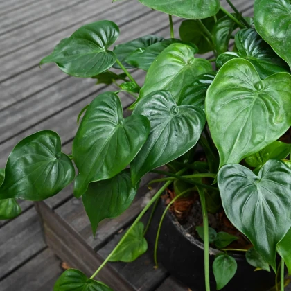 Alokázie - Alocasia cucullata - semena alokázie - 4 ks