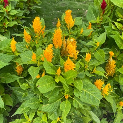 Nevadlec žlutý - Celosia plumosa - semena celosie - 50 ks