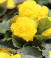Begonie Nonstop žlutá - Begonia tuberhybrida - hlízy begonie - 2 ks